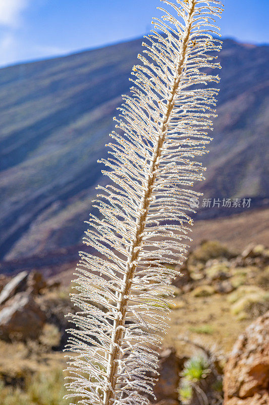 Echium wildpretti干在泰德峰前十月。